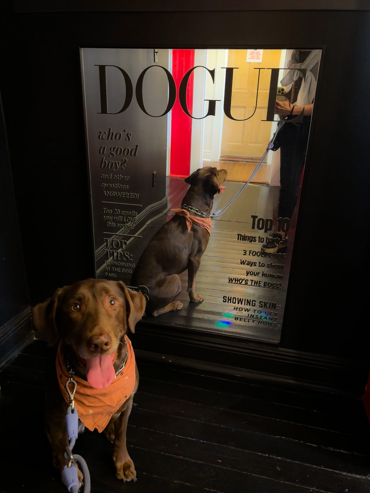 Fur Bebe Cafe Transforms Former Office into Dog-Friendly Destination (image 2)